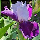 Iris hort. Gay Parasol