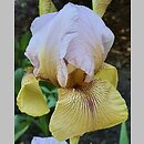 Iris hort. Lady Mohr