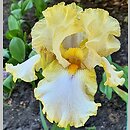 Iris hort. Casino Queen