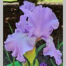 Iris hort. Foamy Wave