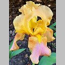 Iris hort. Rainbow Room