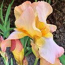 Iris hort. Colossal Mohr