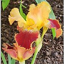 Iris hort. Michigan Pride
