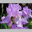 Iris hort. Mary Frances