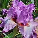 Iris hort. Designing Woman