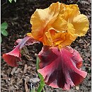 Iris hort. Rubistar