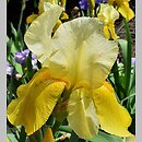 Iris hort. Mystic Melody