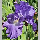 Iris hort. Victoria Falls