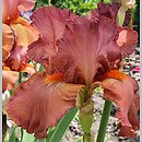 Iris hort. Copper Classic