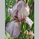 Iris hort. Hawaii