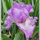 Iris hort. Rondetta