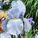 Iris hort. Admiral