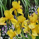 Iris hort. Misty Gold
