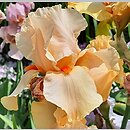 Iris hort. Chinese Coral
