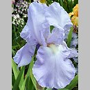 Iris hort. Eleanor's Pride