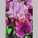 Iris hort. Camelot Rose
