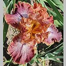 Iris hort. Morocco