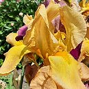 Iris hort. Golden Russet