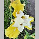 Iris hort. Tact