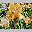Iris hort. Sheer Poetry