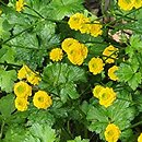 Ranunculus repens Flore Pleno