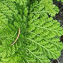 Tanacetum vulgare Crispum