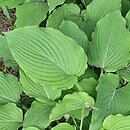 Hosta Fortunei Gigantea