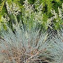 Festuca valesiaca Glaucantha