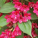 Weigela Abel Carriere