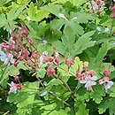 Geranium macrorrhizum Spessart