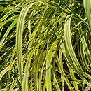 Alopecurus pratensis Variegatus