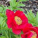 Paeonia lactiflora Kazachok