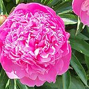 Paeonia lactiflora Primevere