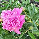 Paeonia lactiflora Edulis Superba