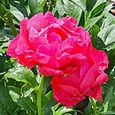 Paeonia lactiflora Paula Fay