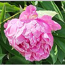 Paeonia lactiflora Alexander Fleming