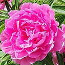 Paeonia lactiflora Charles Binde