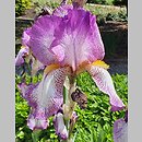 Iris hort. Ragtime