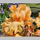 Iris hort. Fringe Benefits