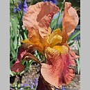 Iris hort. Castanet