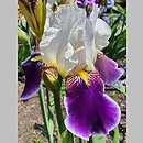 Iris hort. Wabash
