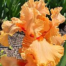 Iris hort. Hindenburg