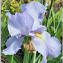 Iris hort. Millrace