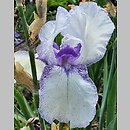 Iris hort. Azurite