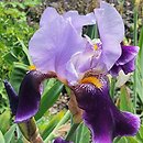 Iris hort. Lothario