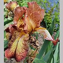 Iris hort. Firecracker