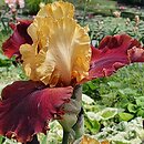 Iris hort. Smart Aleck