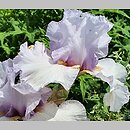 Iris hort. Ave Eva