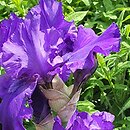 Iris hort. Deep Pacific