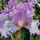 Iris hort. Mary Randall